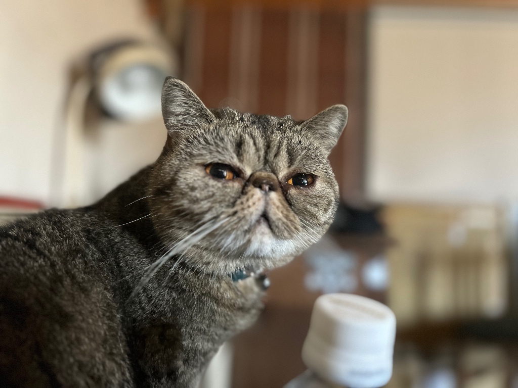 はなこ