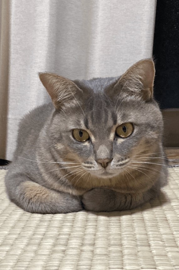 鈴