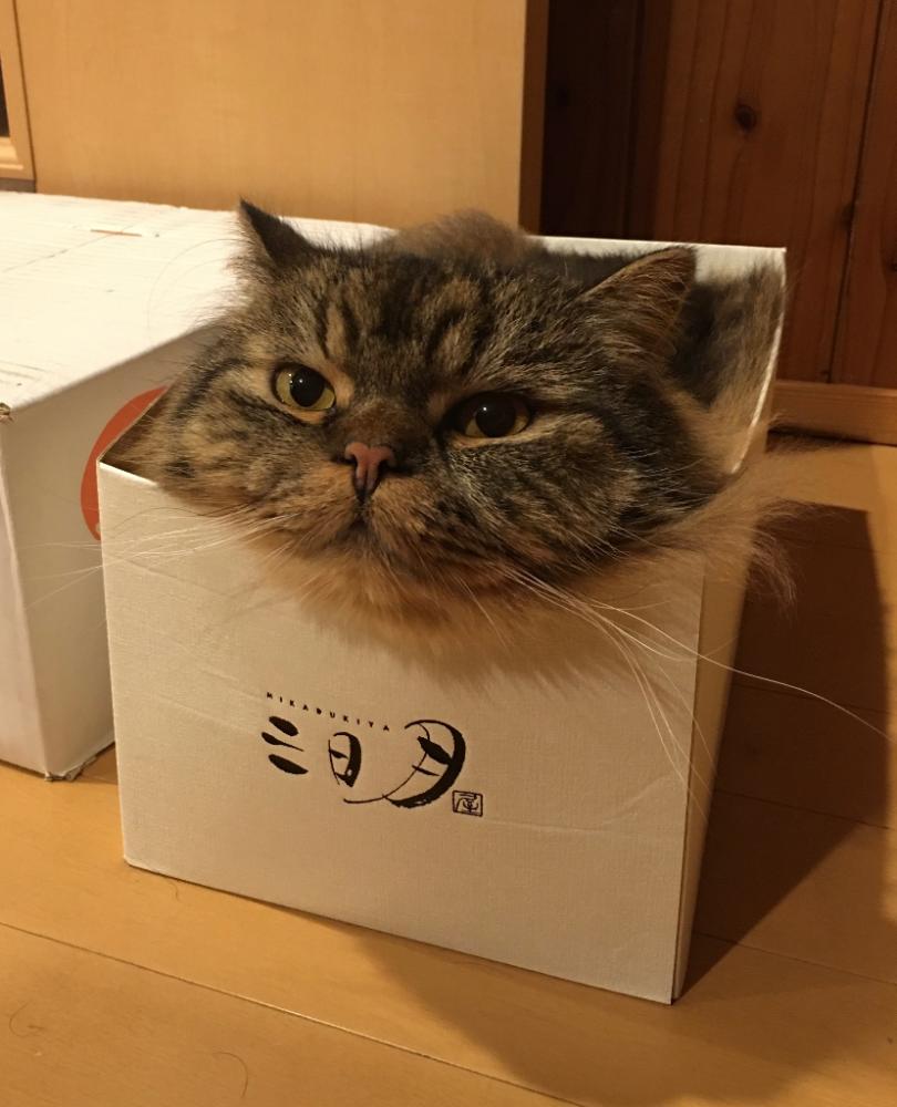 モップ
