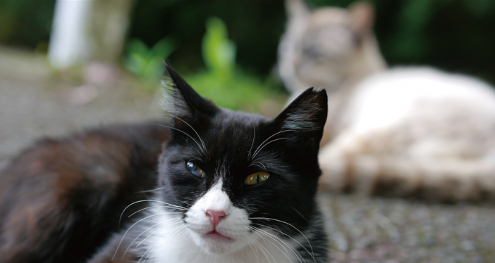 野良猫耳カット写真