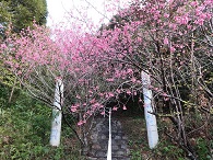 小湊厳島神社