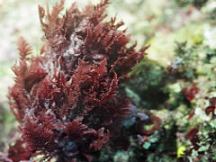 紅藻ソゾノハナ