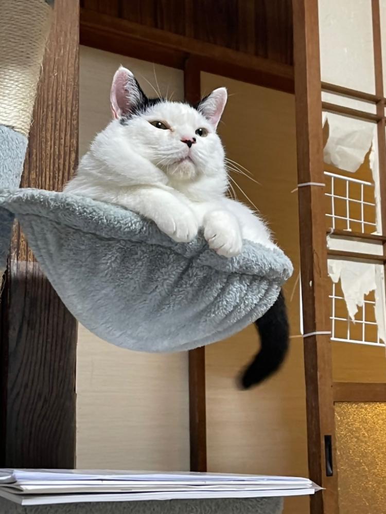 だいふくまる