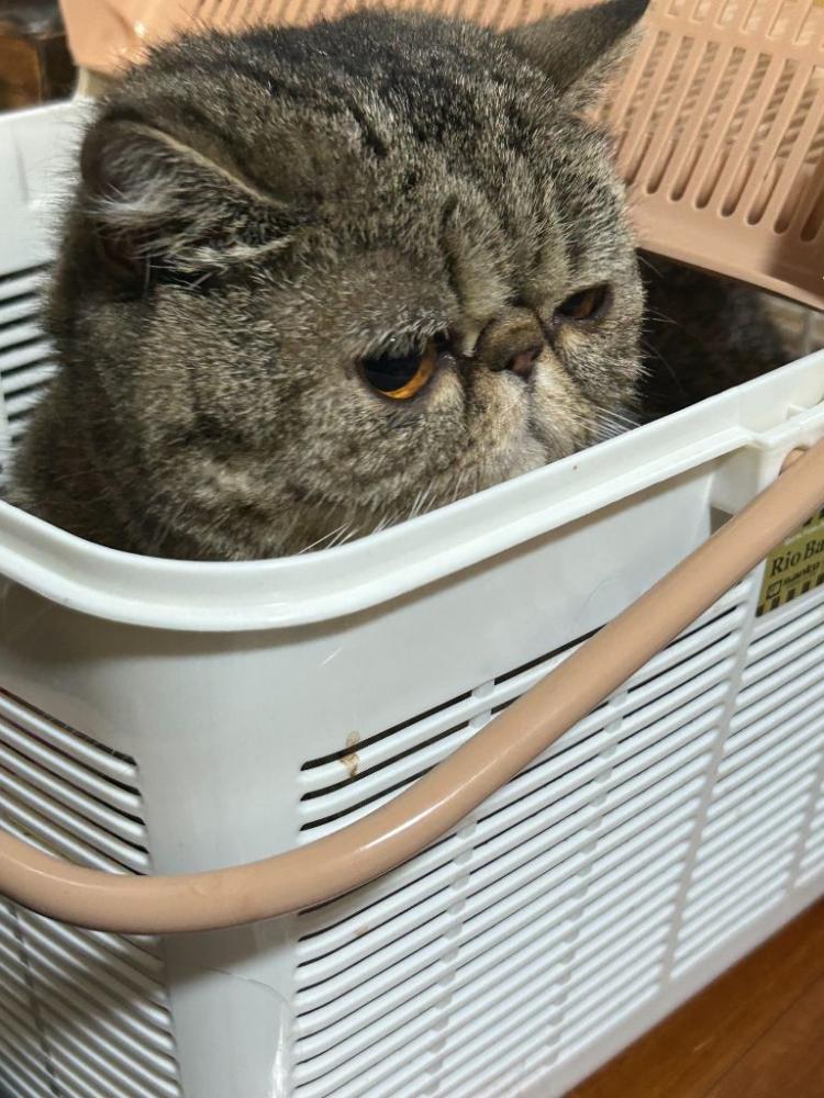 にゃんこ大賞：ハナコ
